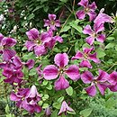 Clematis Krakowiak