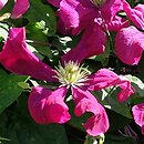 Clematis Kryspina
