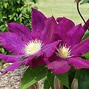 Clematis Lech Kaczyński