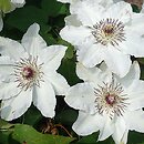Clematis Maria Kaczyńska