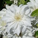 Clematis Maria Skłodowska Curie