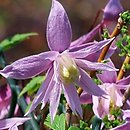 Clematis Markhams Pink
