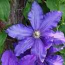 Clematis Moniuszko