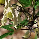 Clematis Pointy