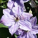 Clematis Skyfall