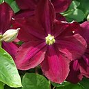 Clematis Słowianka