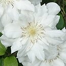 Clematis Sylvia Denny