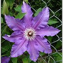 Clematis The President