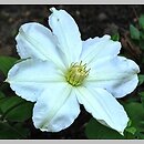 Clematis Toki