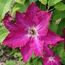 Clematis Viva Polonia