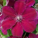 Clematis Westerplatte