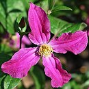 Clematis Zoin
