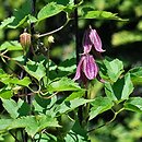 Clematis chiisanensis (powojnik chiński)
