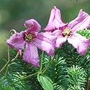 Clematis ×diversifolia