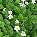 Fragaria chiloensis (poziomka czilijska)