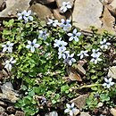Pratia pedunculata