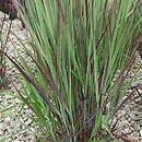 Panicum virgatum Nosferatu