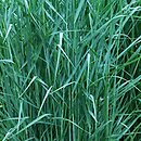Panicum virgatum Prairie Sky