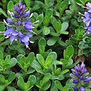Veronica saturejoides (przetacznik cząbrowaty)