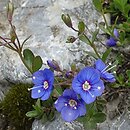 Veronica fruticans (przetacznik krzewinkowy)