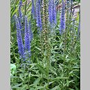 Veronica paniculata (przetacznik zwodny)