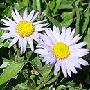 Erigeron leiomerus (przymiotno gładkie)
