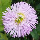 Erigeron speciosus Rosa Juwel