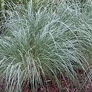Muhlenbergia wrightii (przyostnia Wrighta)