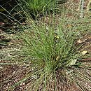 Muhlenbergia capillaris (przyostnia włosowata)