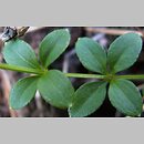 Galium rotundifolium (przytulia okrągłolistna)