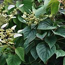 Schizophragma hydrangeoides Moonlight