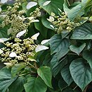 Schizophragma hydrangeoides (przywarka hortensjowata)