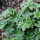 Alchemilla hoppeana (przywrotnik Hoppego)