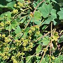 Alchemilla speciosa (przywrotnik wspaniały)