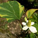 Saururaceae (jaszczurcowate)