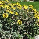 Erysimum helveticum (pszonak szwajcarski)