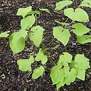 Ranzania japonica (ranzania japońska)