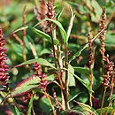 Polygonum amplexicaule Inverleith