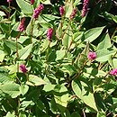Polygonum amplexicaule Pendula