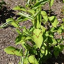 Polygonum virginiana Lance Corporal