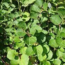 Reynoutria japonica var. compacta Rosea
