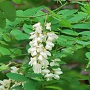 Robinia pseudoacacia Umbraculifera