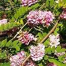 Robinia (robinia)