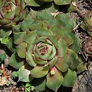Sempervivum tectorum Elegans