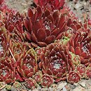 Sempervivum tectorum Commander Hay