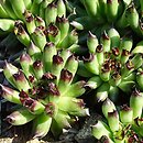 Sempervivum Monstrosum
