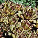 Sempervivum ×stenopetalum