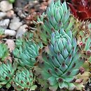 Orostachys cv. Mongolei (rojnikowiec 'Mongolei')