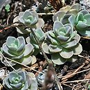 Orostachys iwarenge (rojnikowiec łuskowaty)