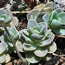 Orostachys (rojnikowiec)